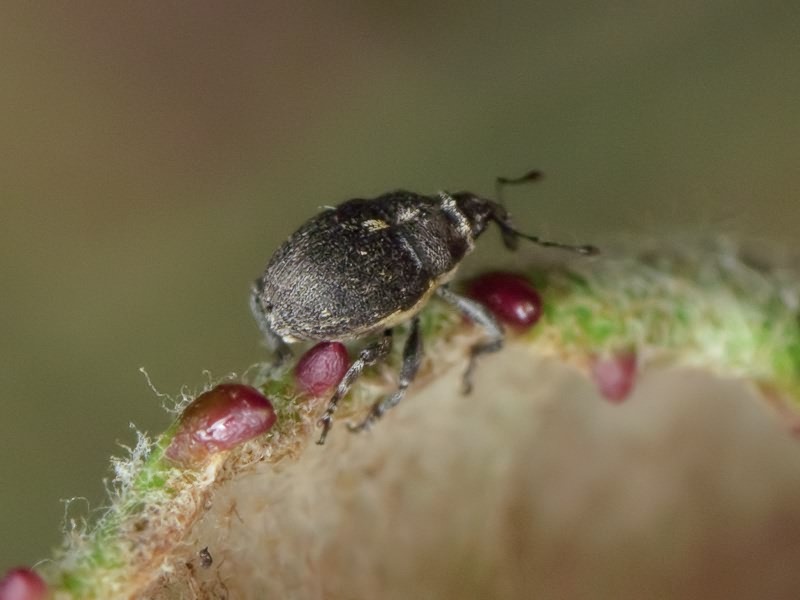 Glocianus punctiger (C. R. Sahlberg, 1835)
